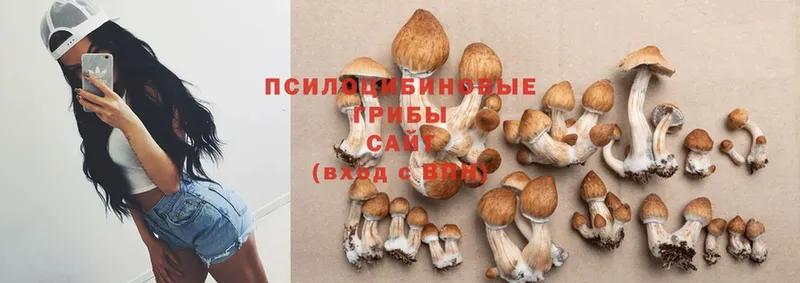 Галлюциногенные грибы Psilocybe  Игарка 